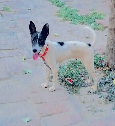gultair male puppy