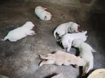 Labrador puppies available for sale_Male female dog pair for sale