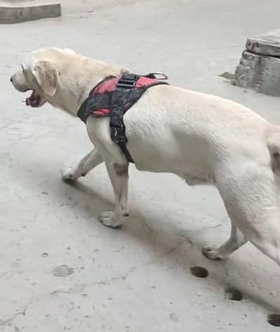 Big Sale, Puppies available for sale_Male female dog pair for sale