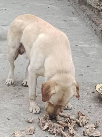 Big Sale, Puppies available for sale_Male female dog pair for sale