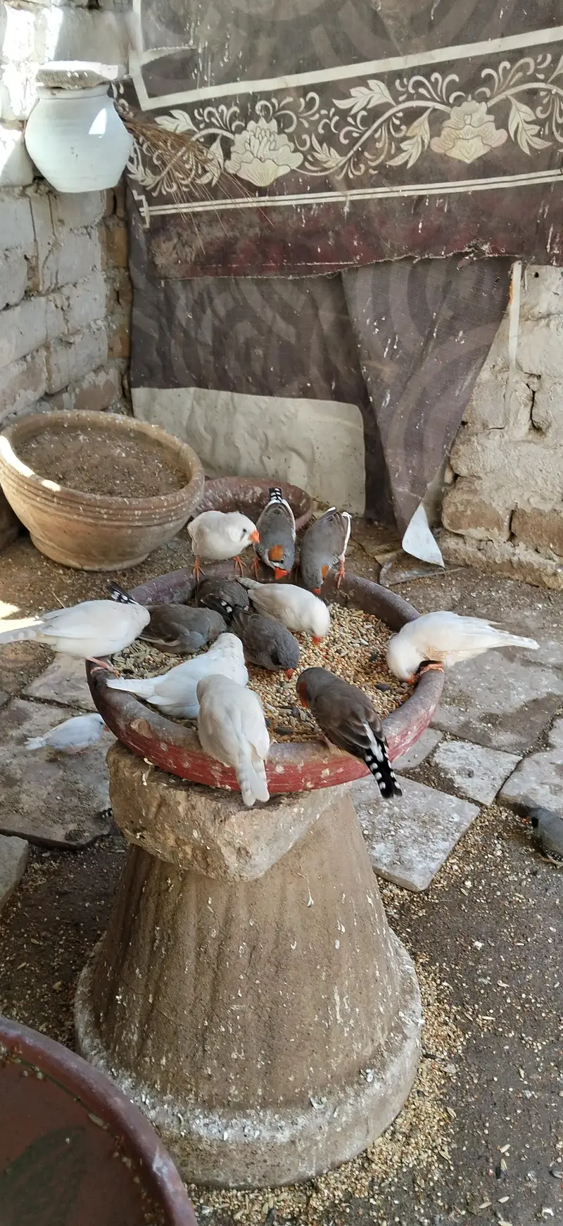 birds — photo 2