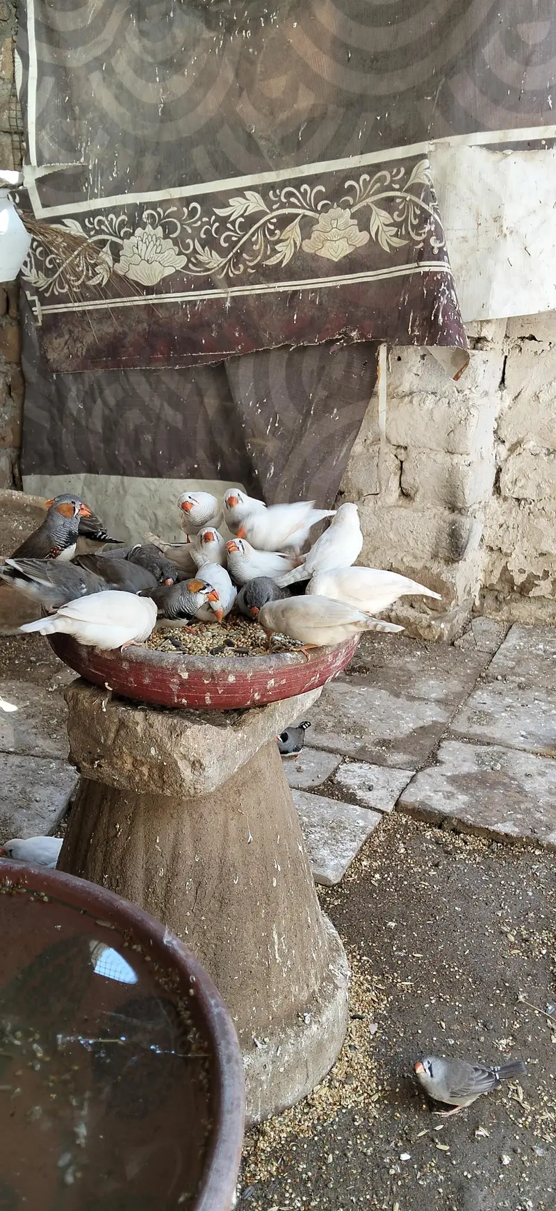 birds — photo 6
