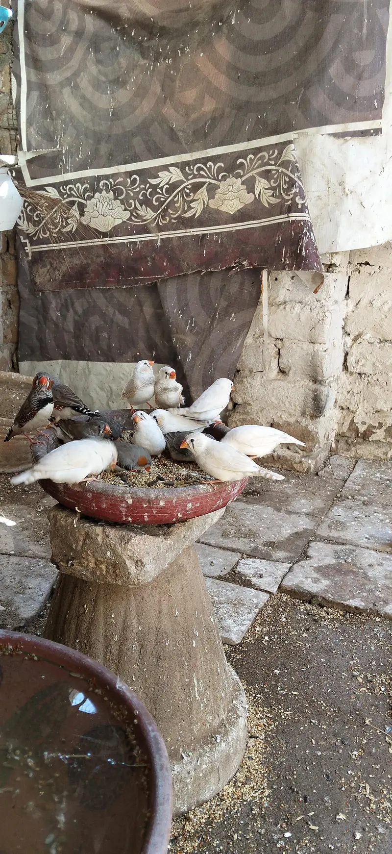 birds — photo 7