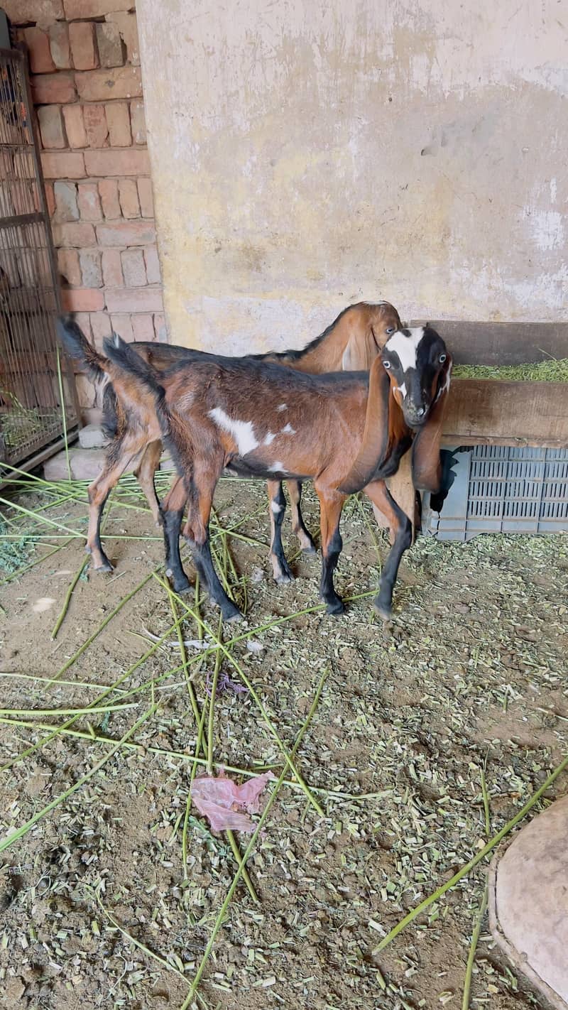Goats 1