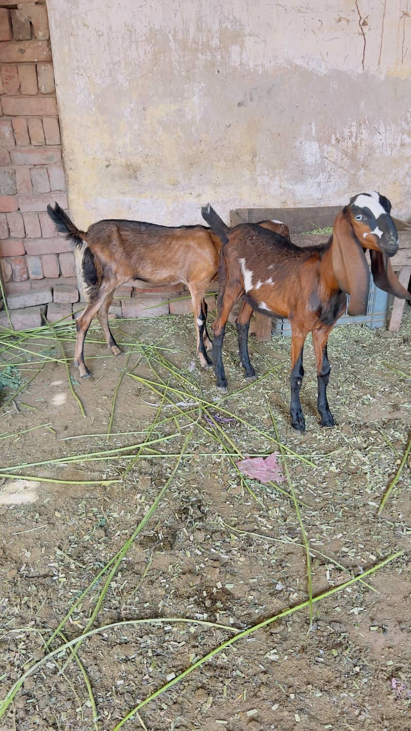 Goats 2