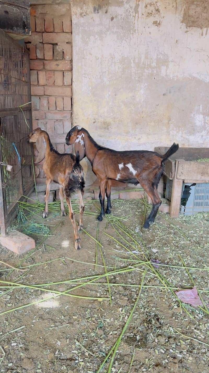 Goats 3