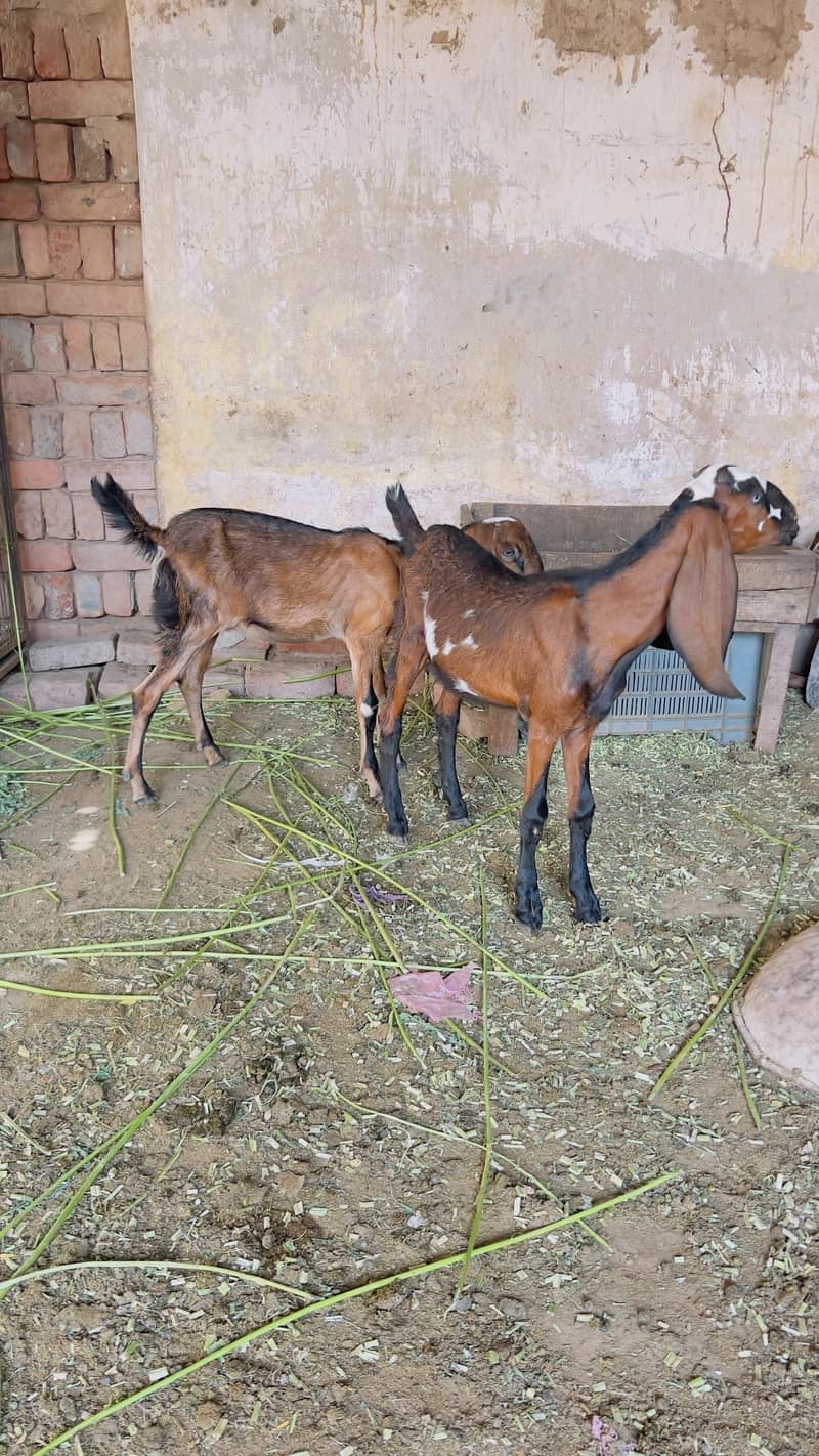 Goats 4