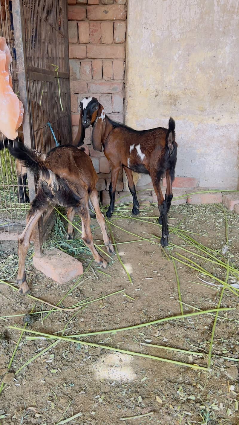 Goats 5