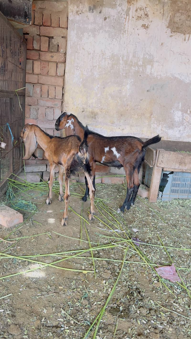 Goats 6