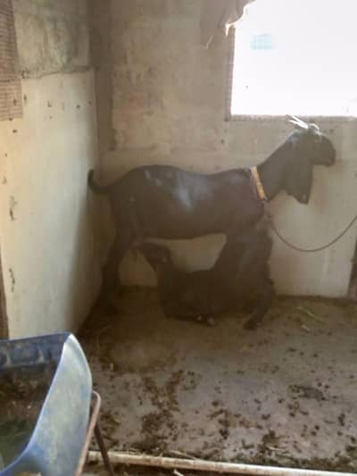 kamuri bisser bakri