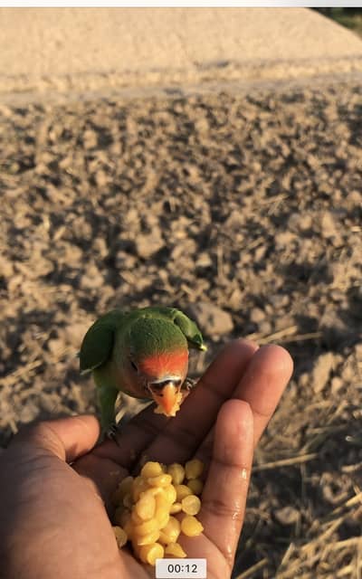 love bird hand tame
