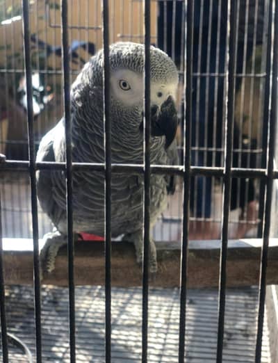 African Grey