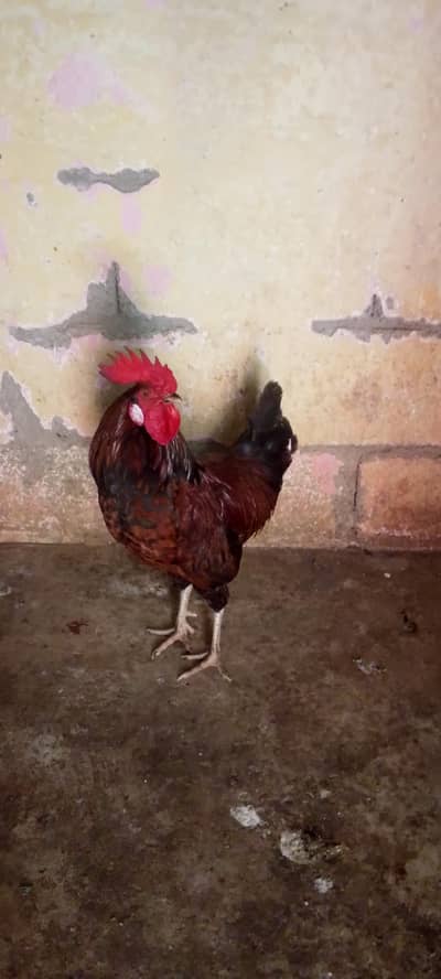 hen for sales