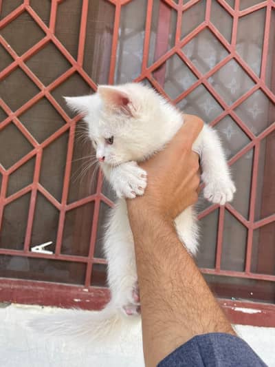 Persian Cats