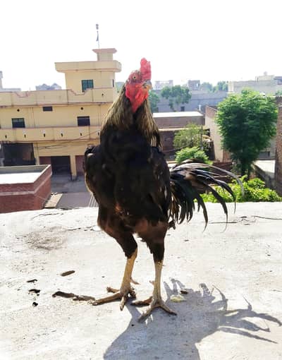 pure aseel for good shok