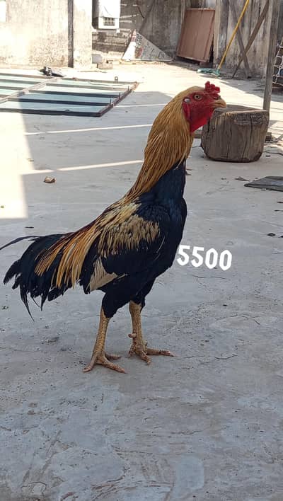 jawa murga Thai murgi