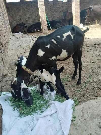 black goat with two bakray