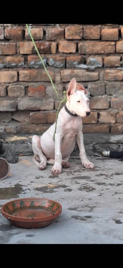 Pure Kohati Gultair female age 3 months