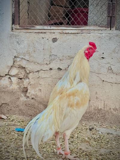 Aseel heera pair for sale