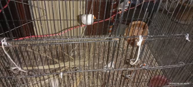 Zebra Finches Breeder Pair. Pathy zebra finches.