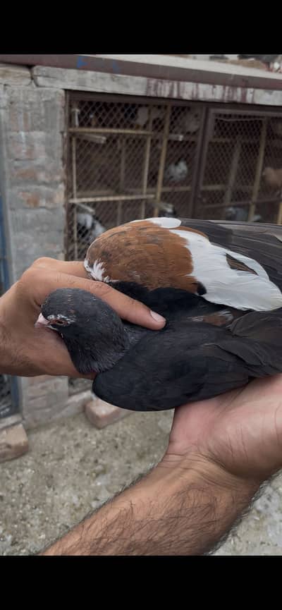Chaptogi klyari guli female