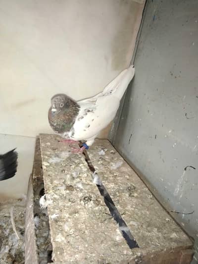 Full Adult Sherazi Peigon Pair Ready to Breed