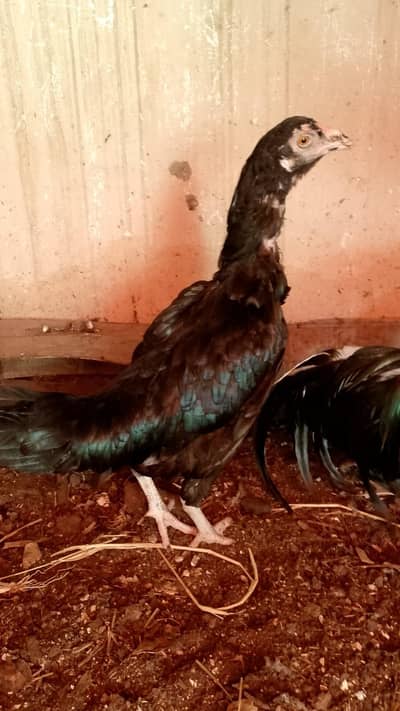 aseel madi / femal murghi/ hen for sale