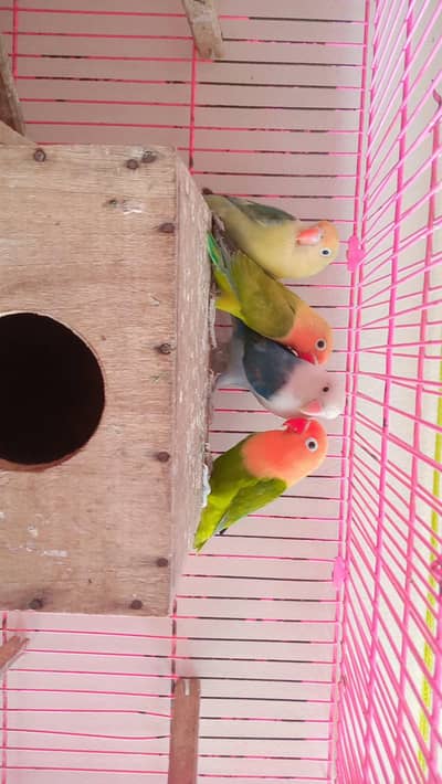 Lovebirds coluny 4 pair guaranteed breeder For sale with cage and box.