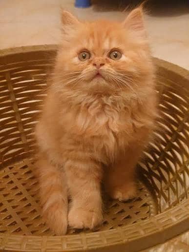 persian cat kittens