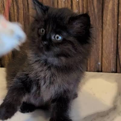persian cat kittens