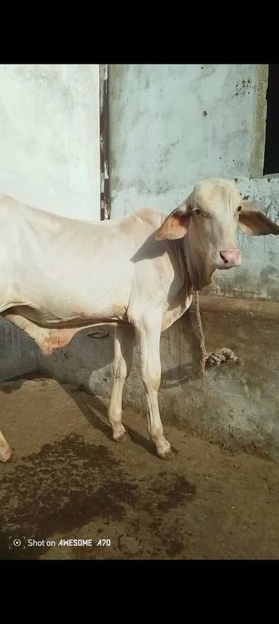 baby cow