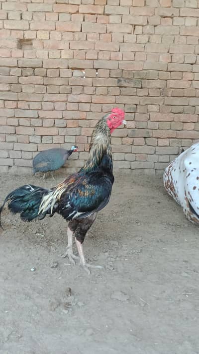 Pure Aseel Murga