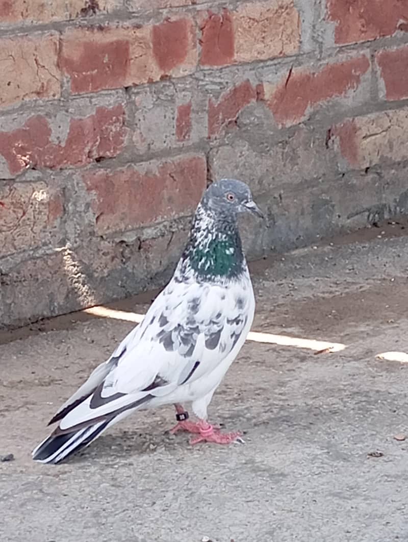kabootar 0