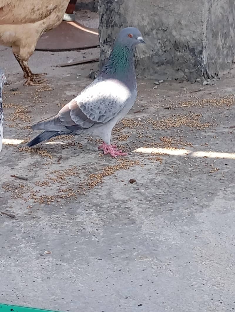 kabootar 2