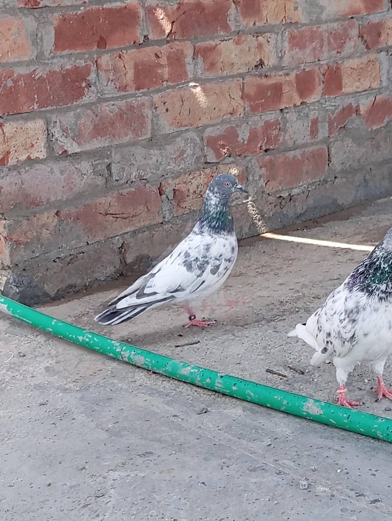 kabootar 5