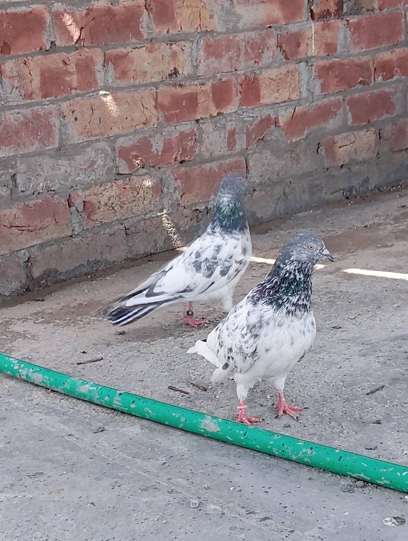 kabootar 6