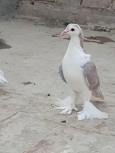kasna male for sell