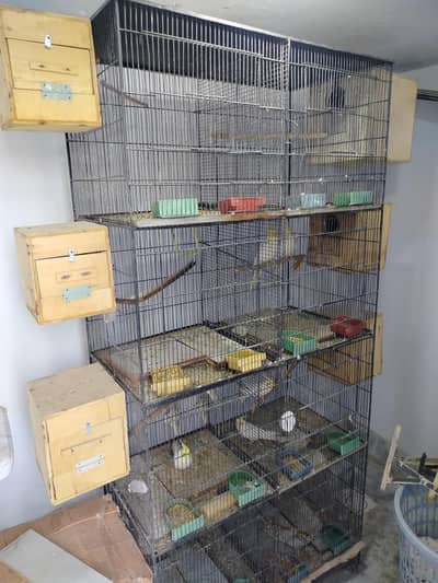 birds for sell cocktail ring neck Australian dove etc