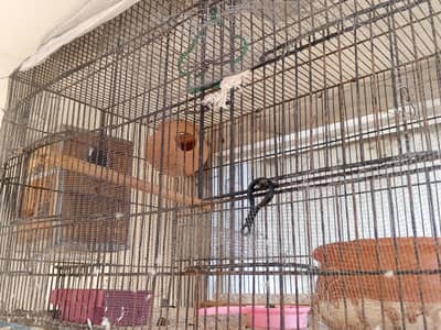 double cage there are three dolls one more box