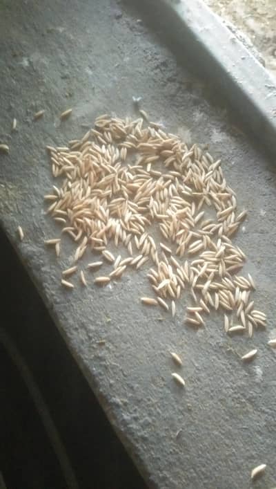 supri monji ka seed