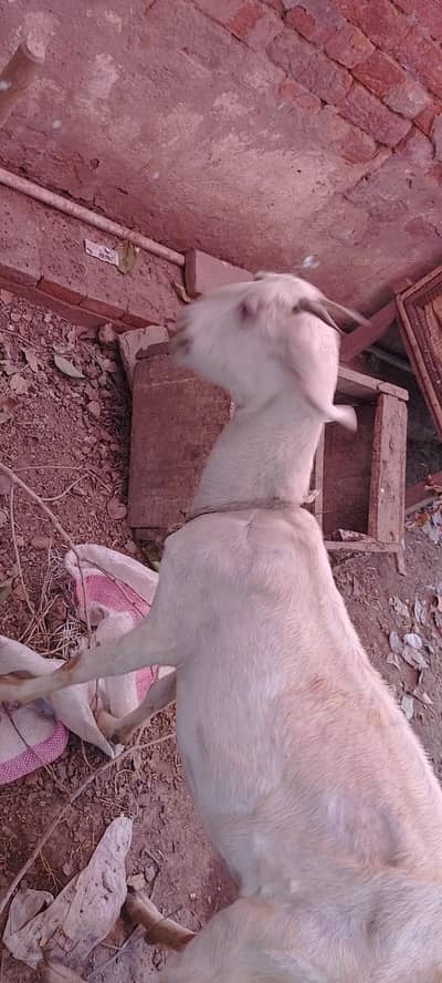 Desi Pregnant Bakri