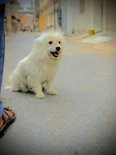 pure Russian female for sale
