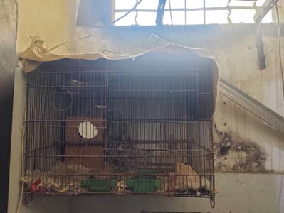 lovebirds pair with Cage