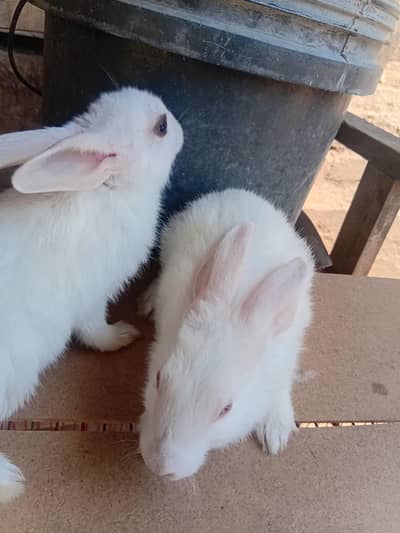 rabit