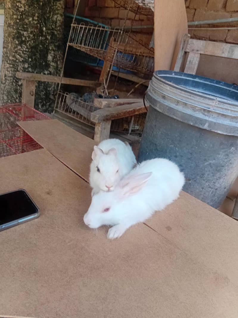 rabit 1