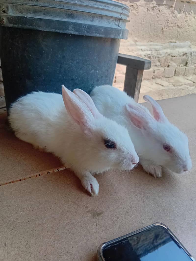 rabit 2