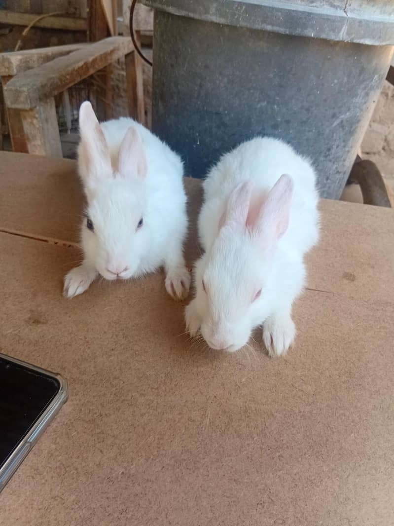 rabit 3