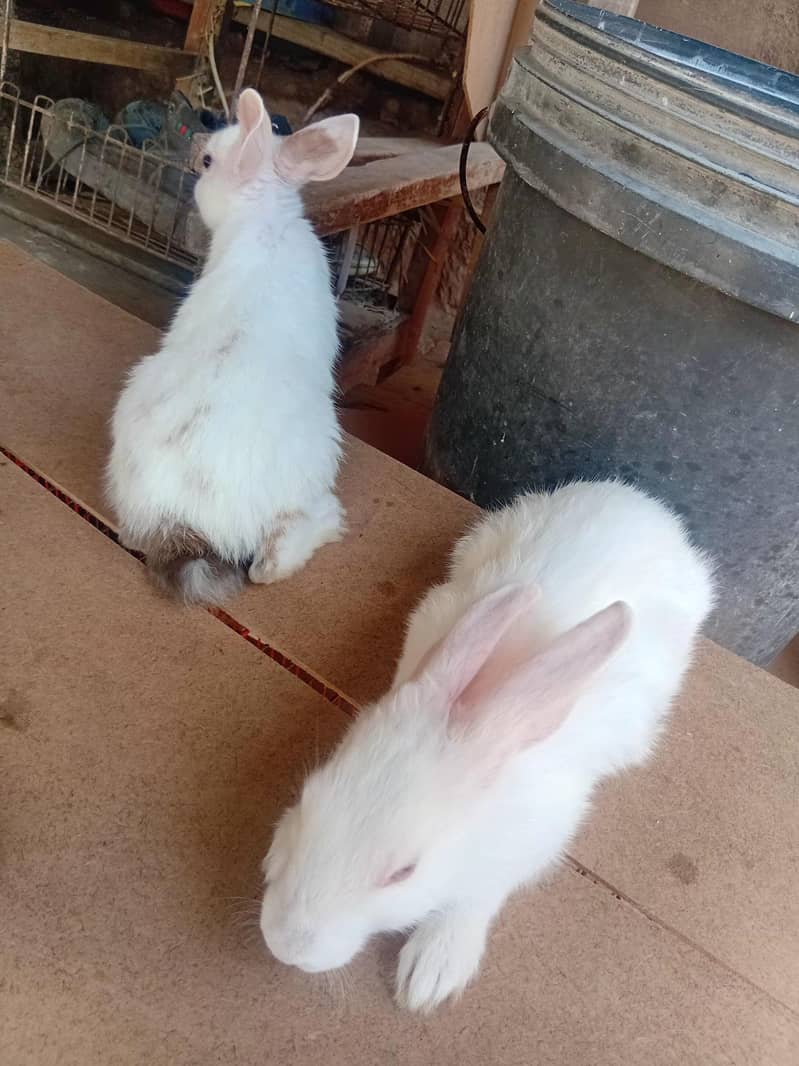 rabit 4
