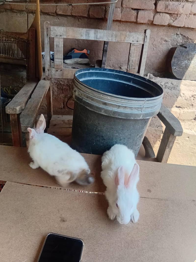 rabit 5