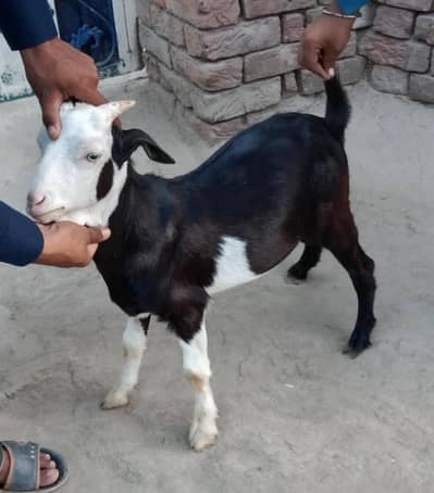 taddy bakra